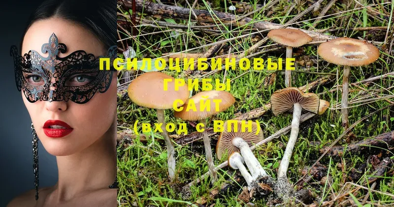 Псилоцибиновые грибы Psilocybine cubensis  блэк спрут зеркало  Челябинск 